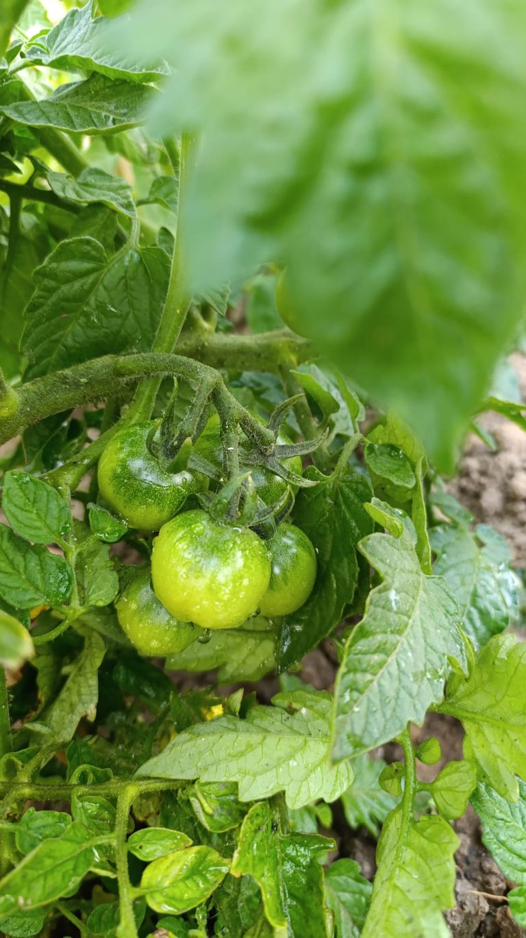 De eerste aardbei, tomaat en snackkomkommer