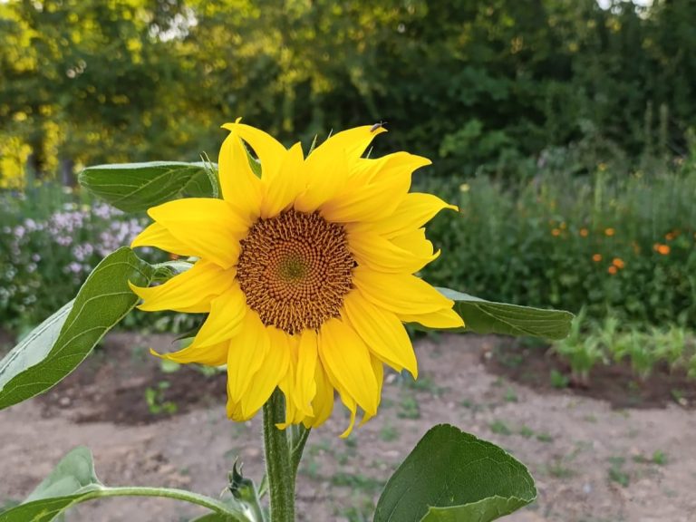 De eerste aardbei, tomaat en snackkomkommer