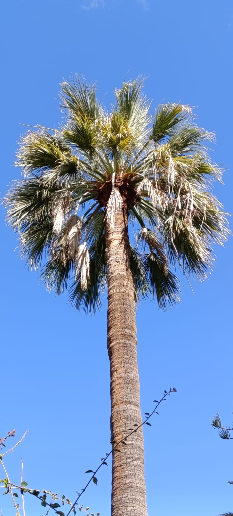 palmboom met blauwe lucht | mooiweermeneer